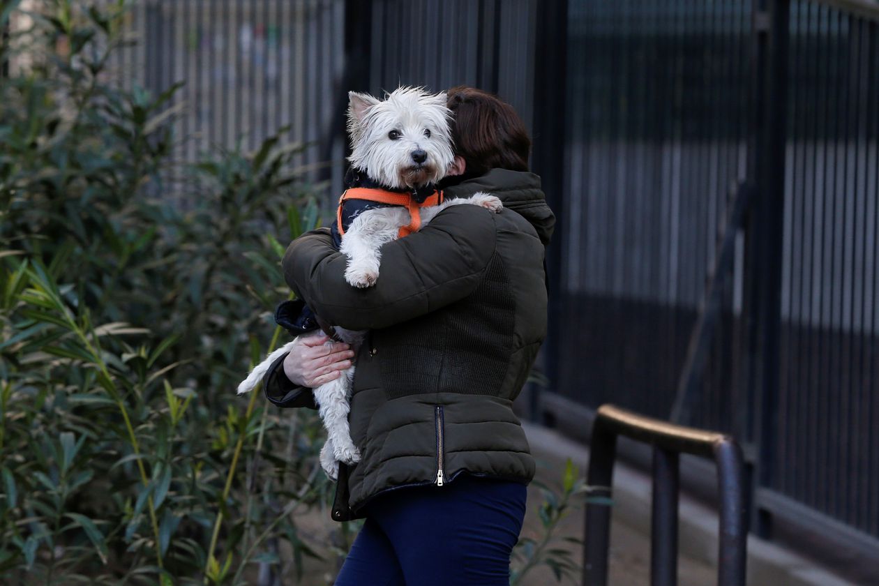 Desarrollan una prueba rápida que detecta coronavirus en perros y gatos