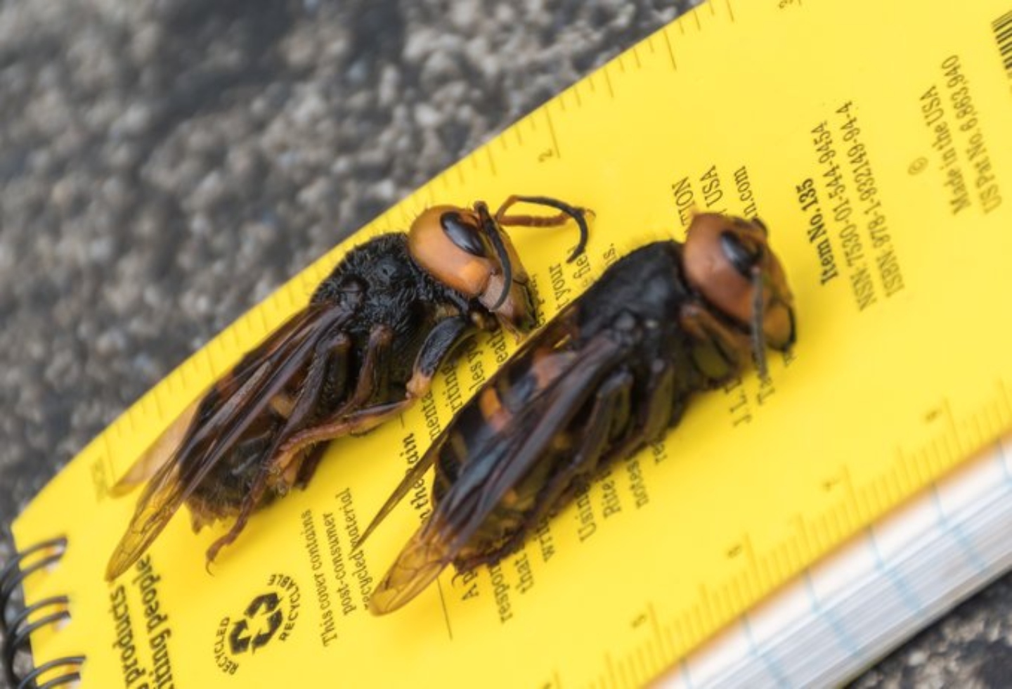 El avispón asesino tiene un depredador y es otro increíble insecto (VIDEO)