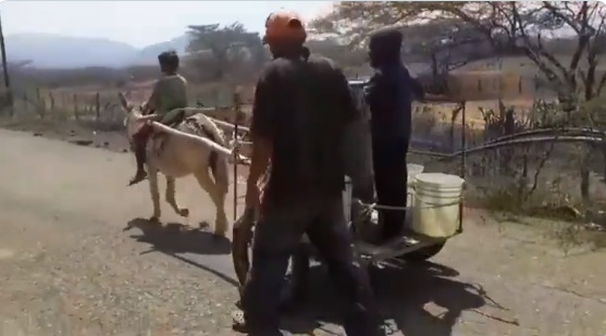 A falta de gasolina, venezolanos en Falcón transportan el agua a sus hogares en burro (VIDEO)