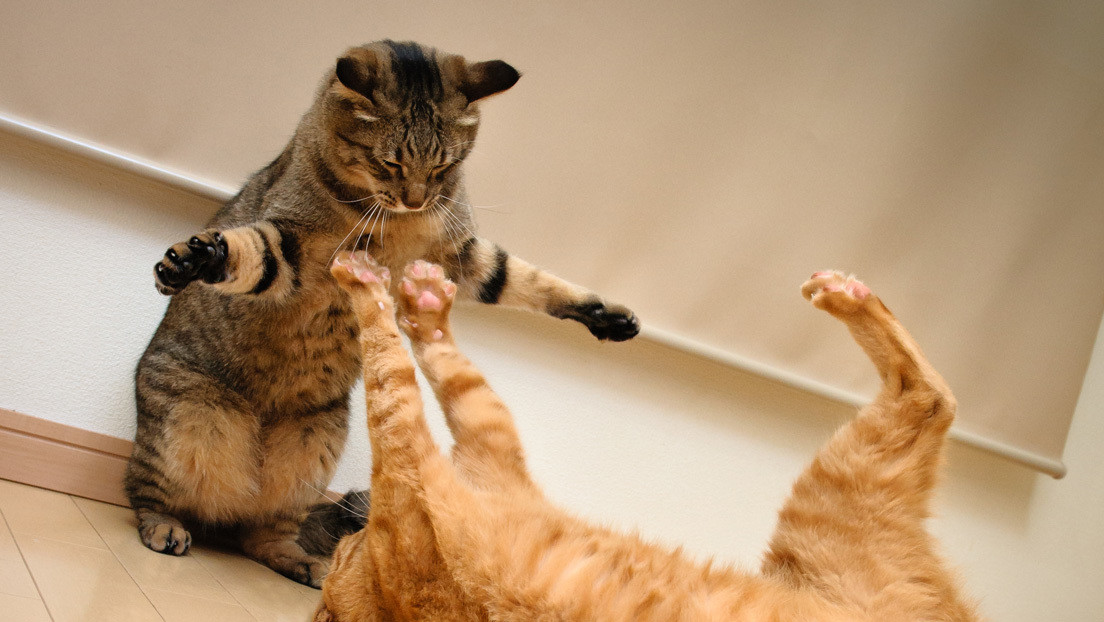 ¡QUÉ! Anciana se dejó lamer una herida por su gato… y murió de meningitis