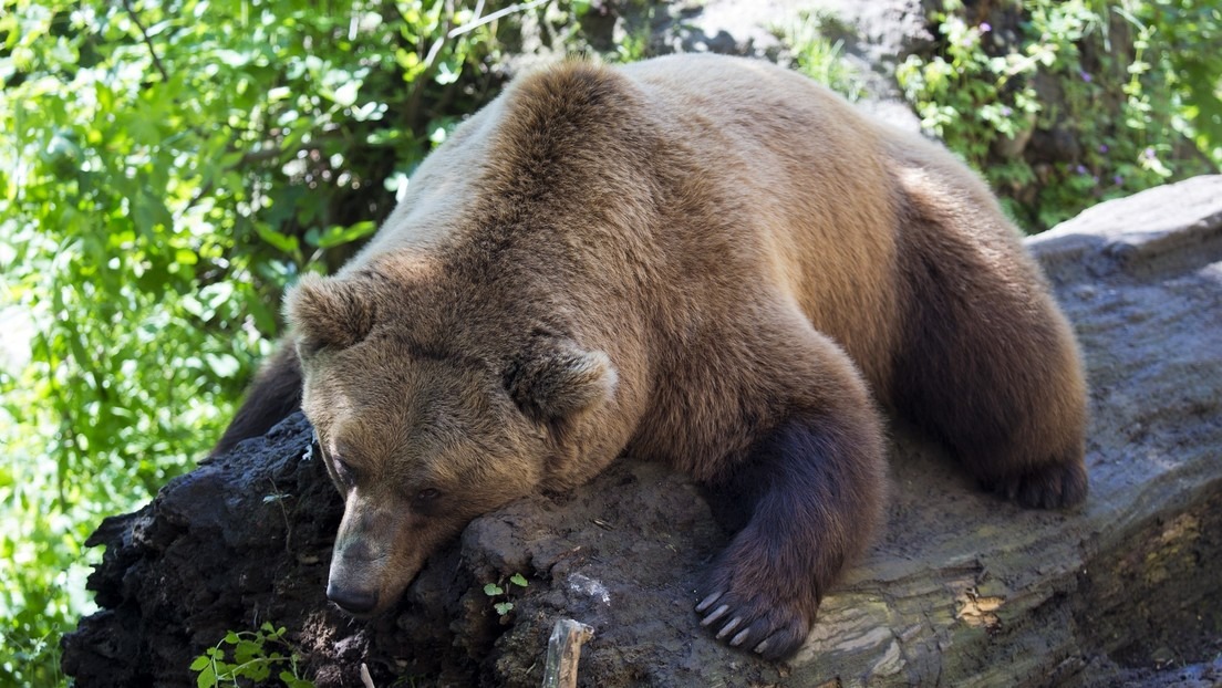 Un niño mostró qué hacer cuando lo perseguía un oso en un valle de Italia (Video)