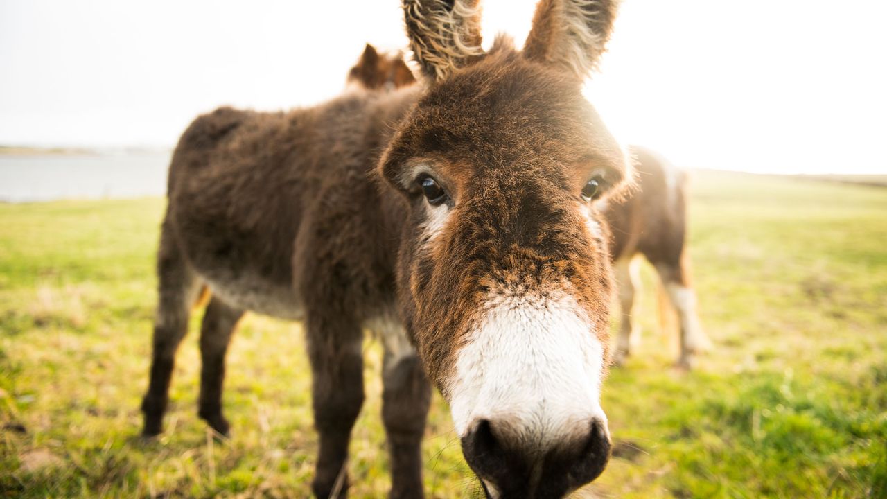 ¡De locos! Hombre de Ohio durmió a burro con dulce serenata