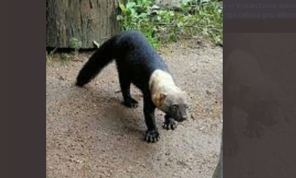 Alertan a vecinos de La Boyera para que no agredan a animal en peligro de extinción (FOTO)