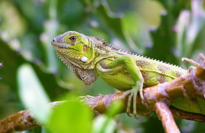 Anciano de Florida resultó herido en colisión por culpa de una iguana