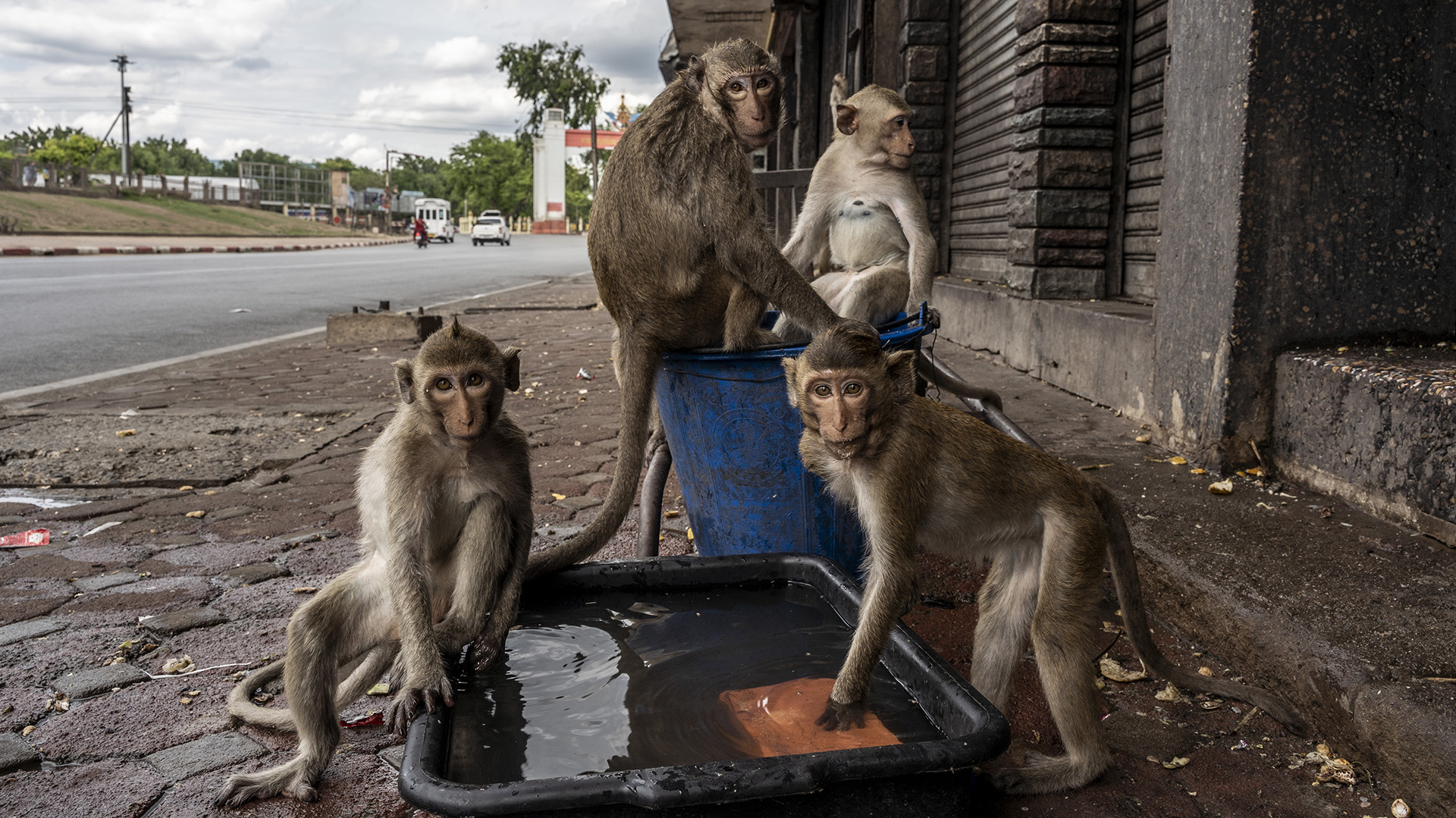 ¿Cómo se vive en la ciudad de Tailandia que fue invadida por miles de monos? (FOTOS)