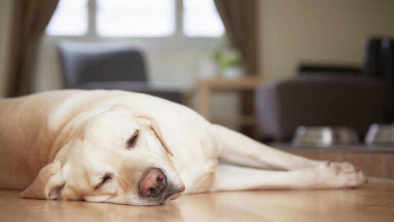 ¿Qué edad tiene mi perro? Nuevo estudio desmintió que un año canino sean siete de un humano