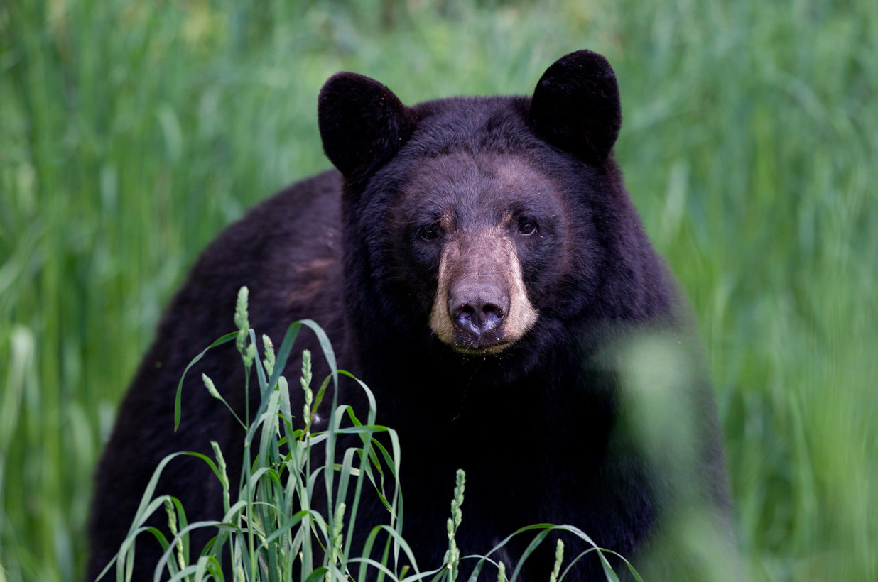 Oso negro fue sacrificado en Nueva Jersey después de atacar brutalmente a un anciano