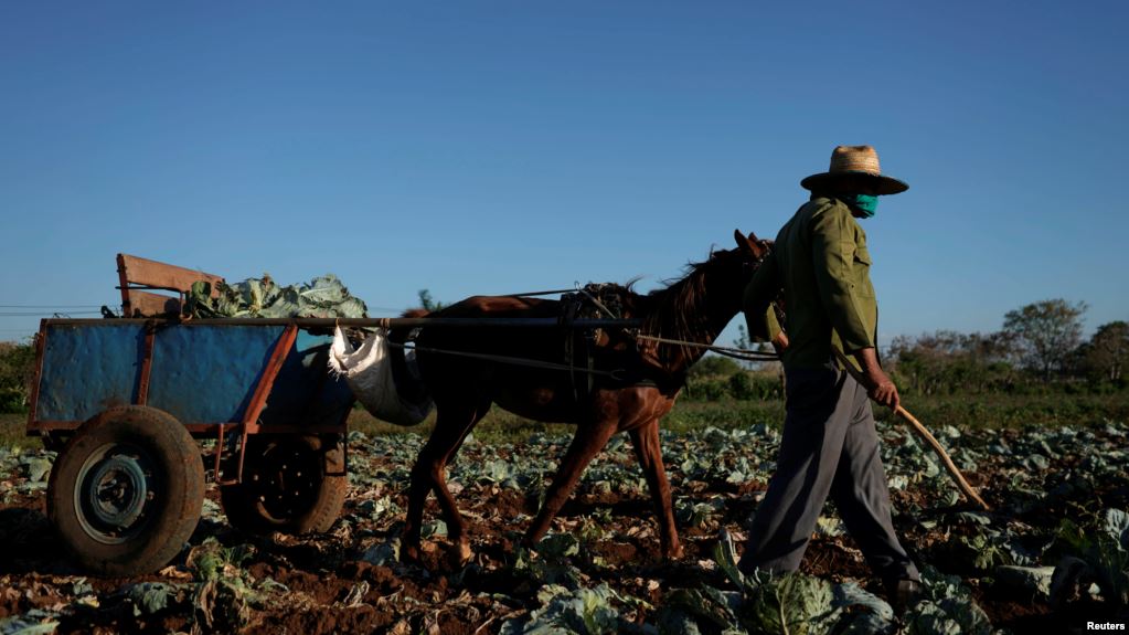 El problema de los campesinos cubanos: Comprar insumos en dólares, vender en pesos