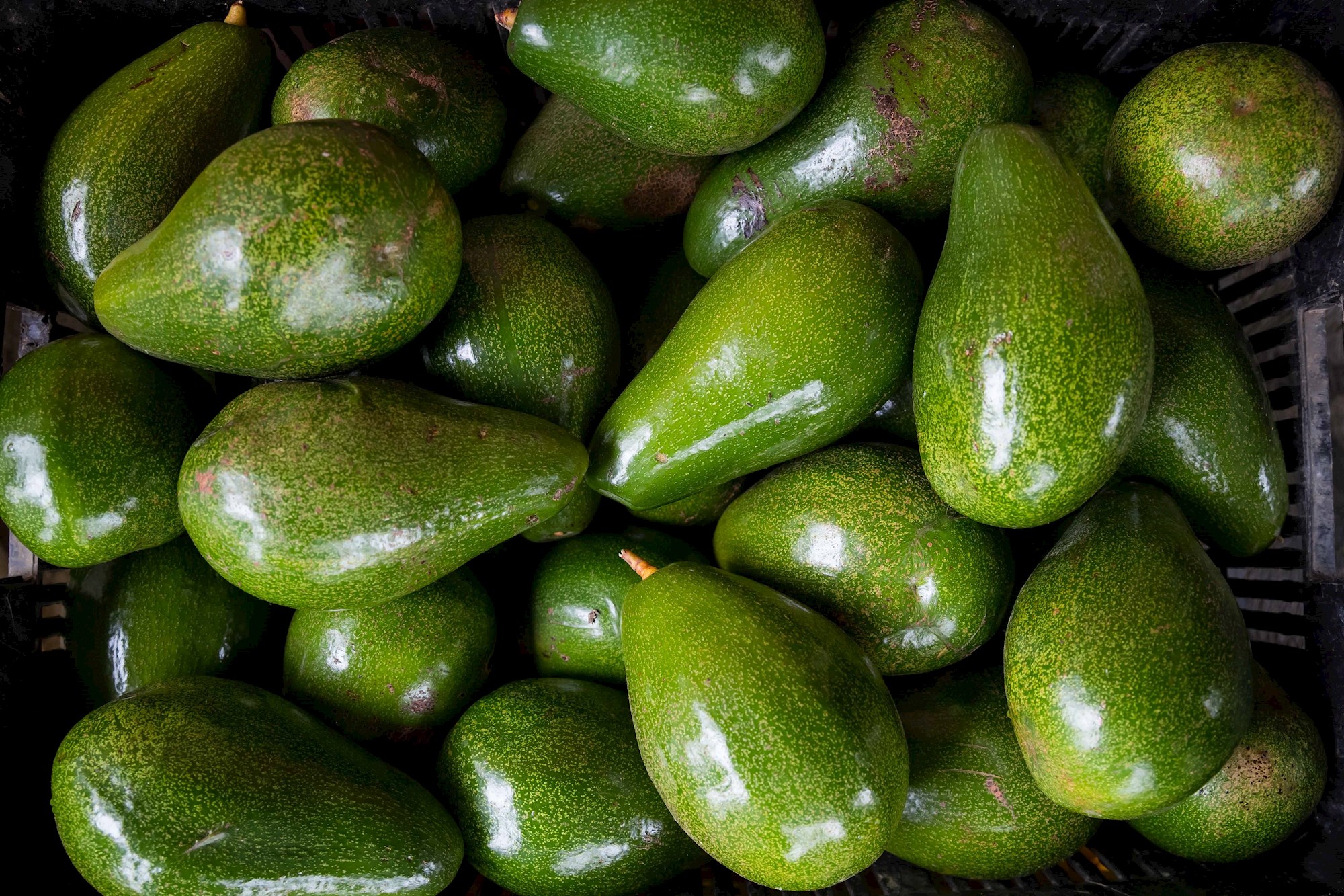 México negocia con EEUU ampliar la exportación de aguacate