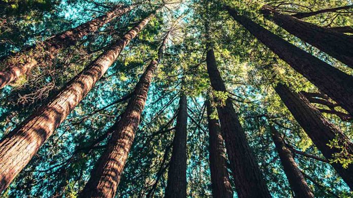 Ahora puedes escuchar diferentes bosques de todo el mundo con este mapa de sonido forestal