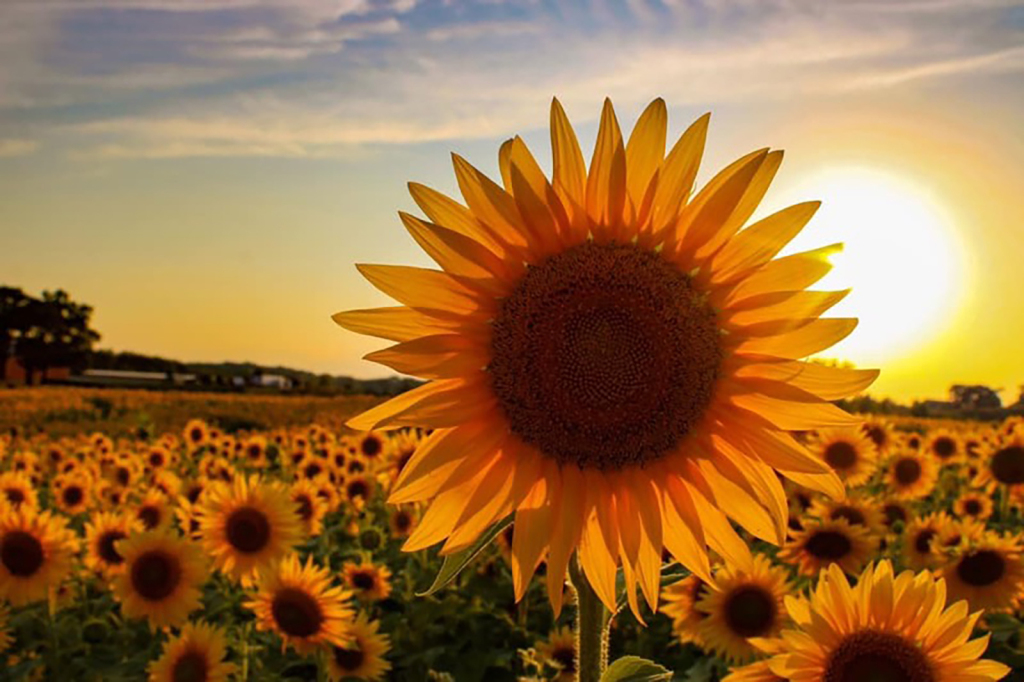 ¡Impresionante! Granjero de Wisconsin plantó más de 2 millones de girasoles en sus campos