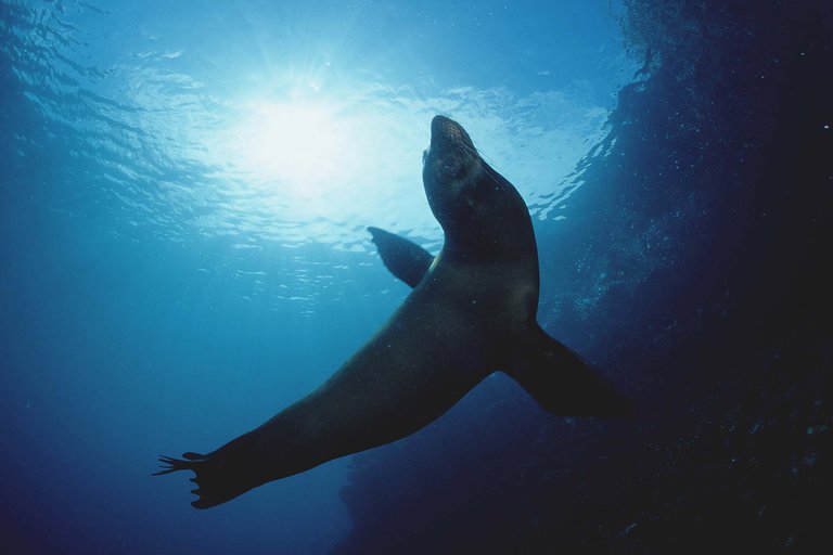 Pesqueros chinos siguen poniendo en riesgo la vida de diversas especies en las Islas Galápagos