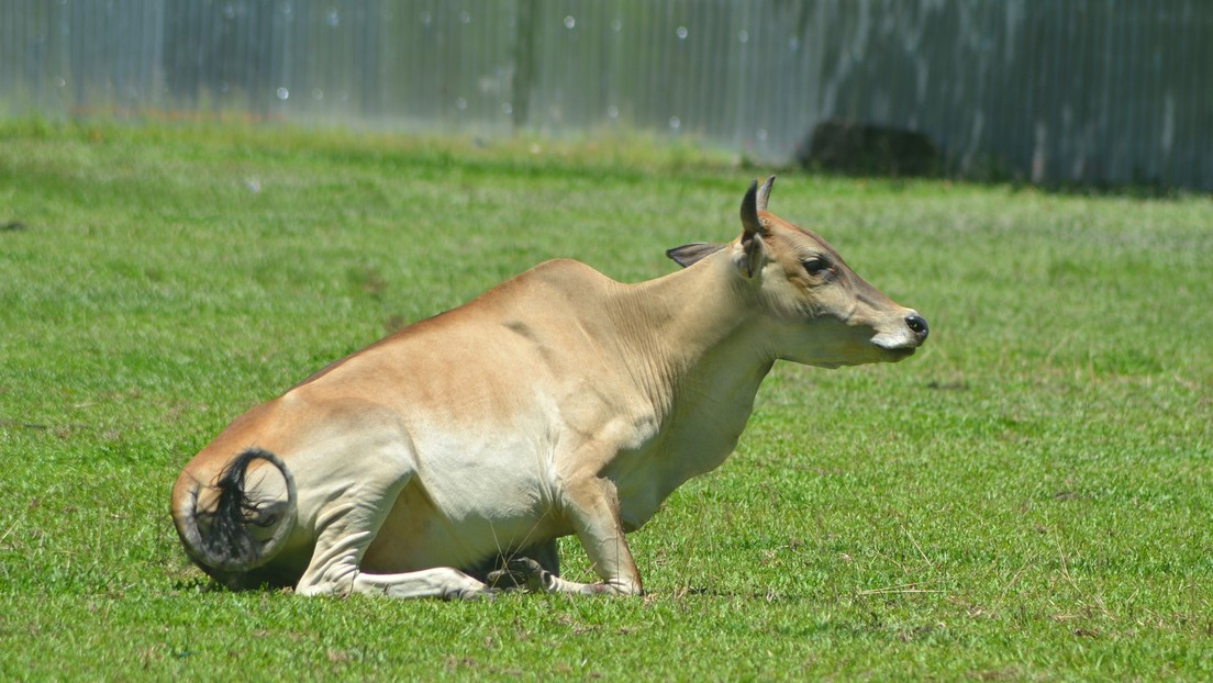 La imagen de una vaca sentada que ‘cree ser un perro’ se hace viral en la Red (FOTOS)