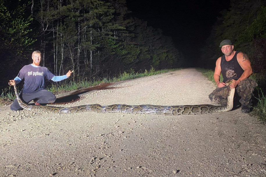 “Bestia Pitón” batió récord como la más grande capturada en Florida