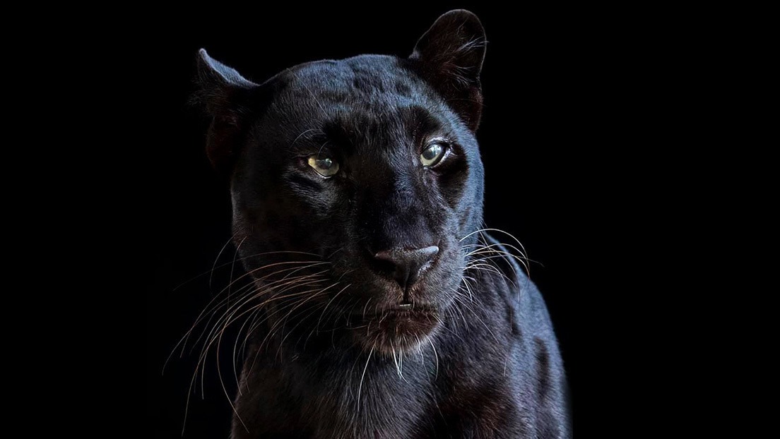 Pagó por poder tener una experiencia de pleno contacto con un leopardo negro y acabó mutilado