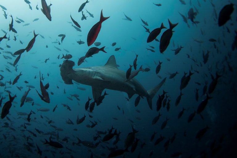 Alertaron que las aguas de Latinoamérica siguen siendo presa de la pesca ilegal del régimen chino