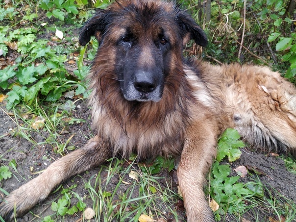 Un perro sobrevivió a la inyección letal y escapó de su tumba para buscar a sus dueños