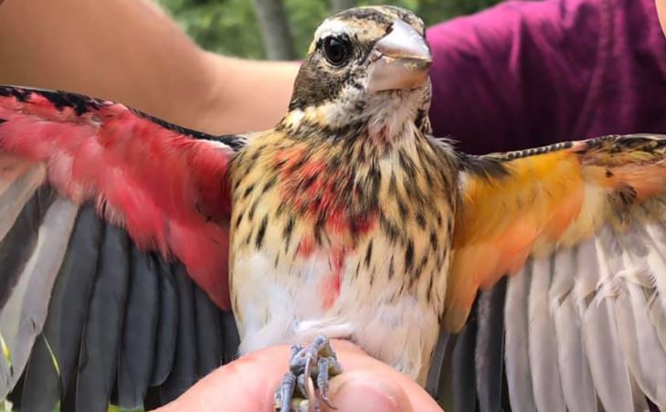 EN FOTOS: Hallan un raro pájaro mitad hembra y mitad macho