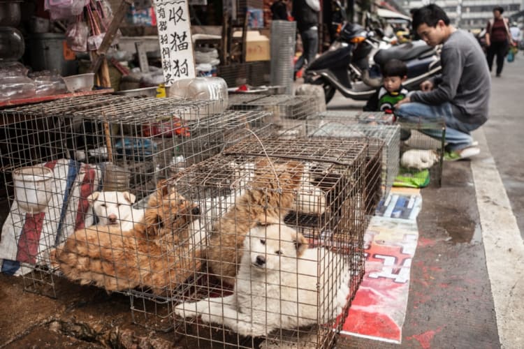 Perritos que iban a ser sacrificados en carnicerías de China ahora serán adoptados en EE.UU.