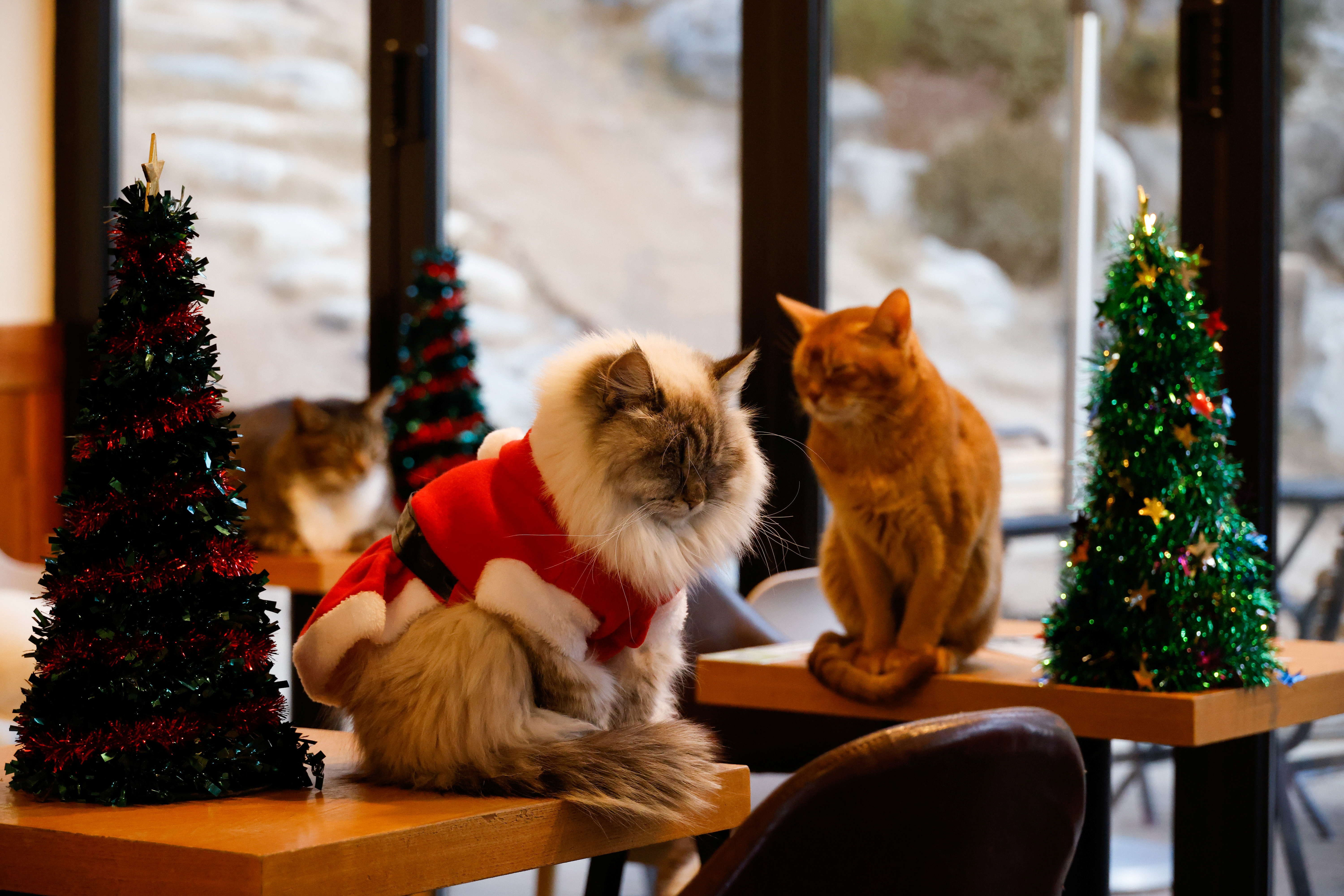 Gatos rescatados se visten de Papa Noel en Corea del Sur