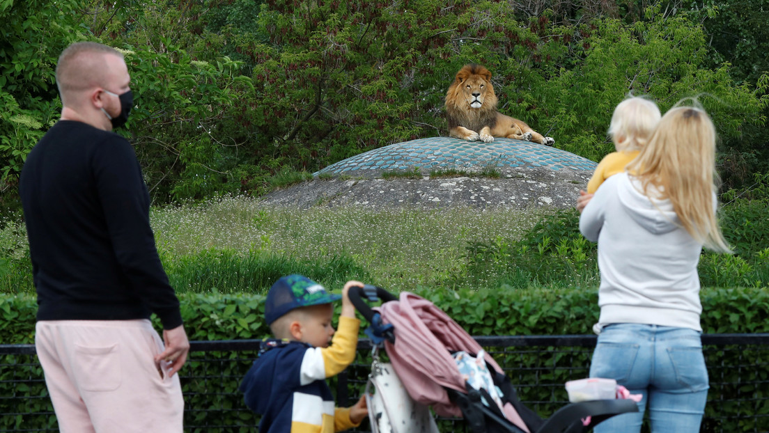 Los cuatro leones del zoológico de Barcelona se infectaron con el coronavirus