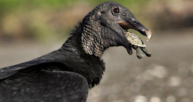 ¡Lo que faltaba! Invasión de buitres negros aterroriza a los habitantes en Pensilvania