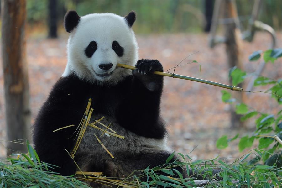 Los zoológicos, víctimas colaterales de la pandemia