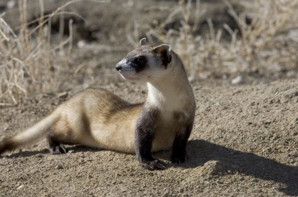 Científicos de EEUU lograron clonar a un hurón de patas negras, especie en peligro de extinción