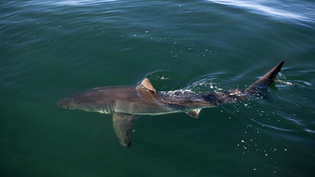 Surfista australiano pisó un extraño tiburón al bajarse de su tabla (Video)