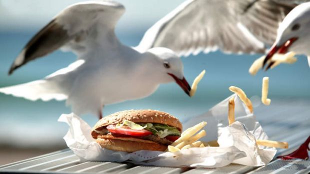 ¡Con mi hamburguesa no te metas! Detuvo una gaviota para evitar que le robara la comida (Video)