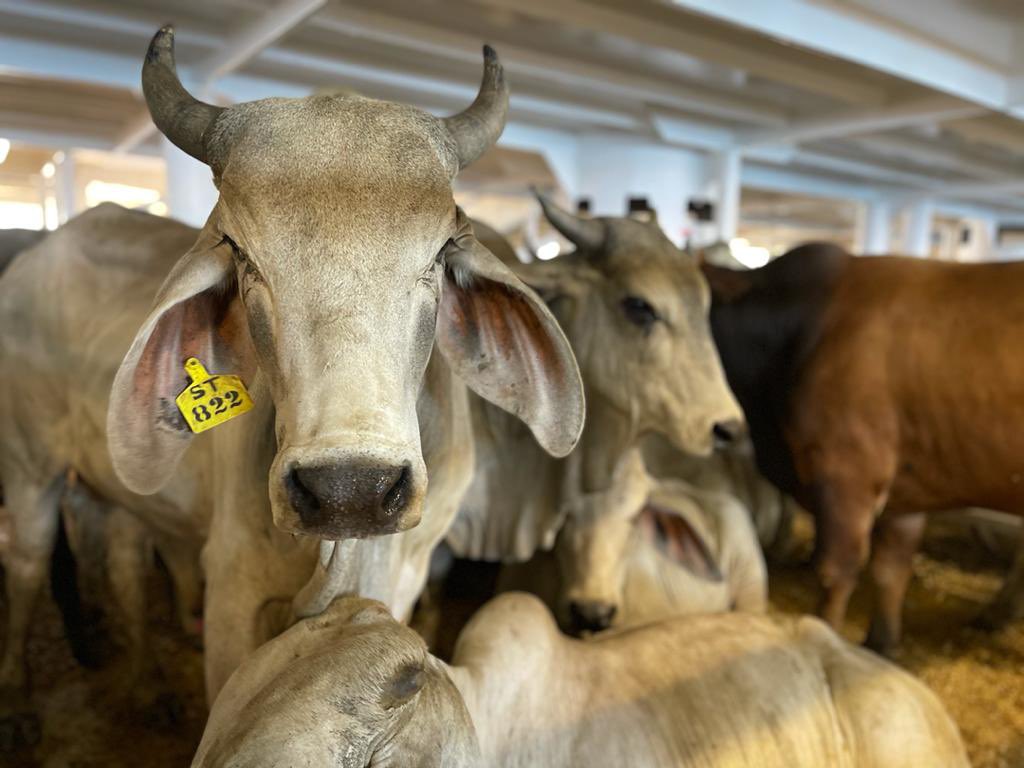 La pobreza en Venezuela derrumbó el consumo de carne y leche: Las escandalosas cifras de Fedenaga