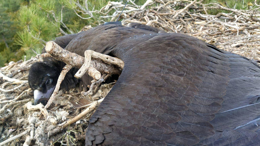 Un medicamento de uso veterinario provoca la primera muerte en Europa de una especie de buitre amenazada