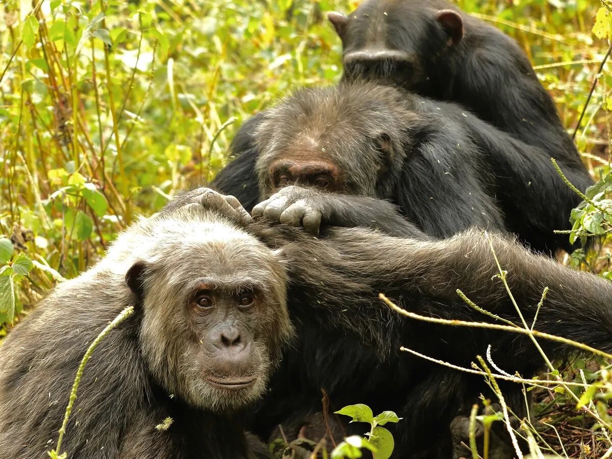 Sabías qué: Las garrapatas podrían haber hecho a los seres humanos tal y como son