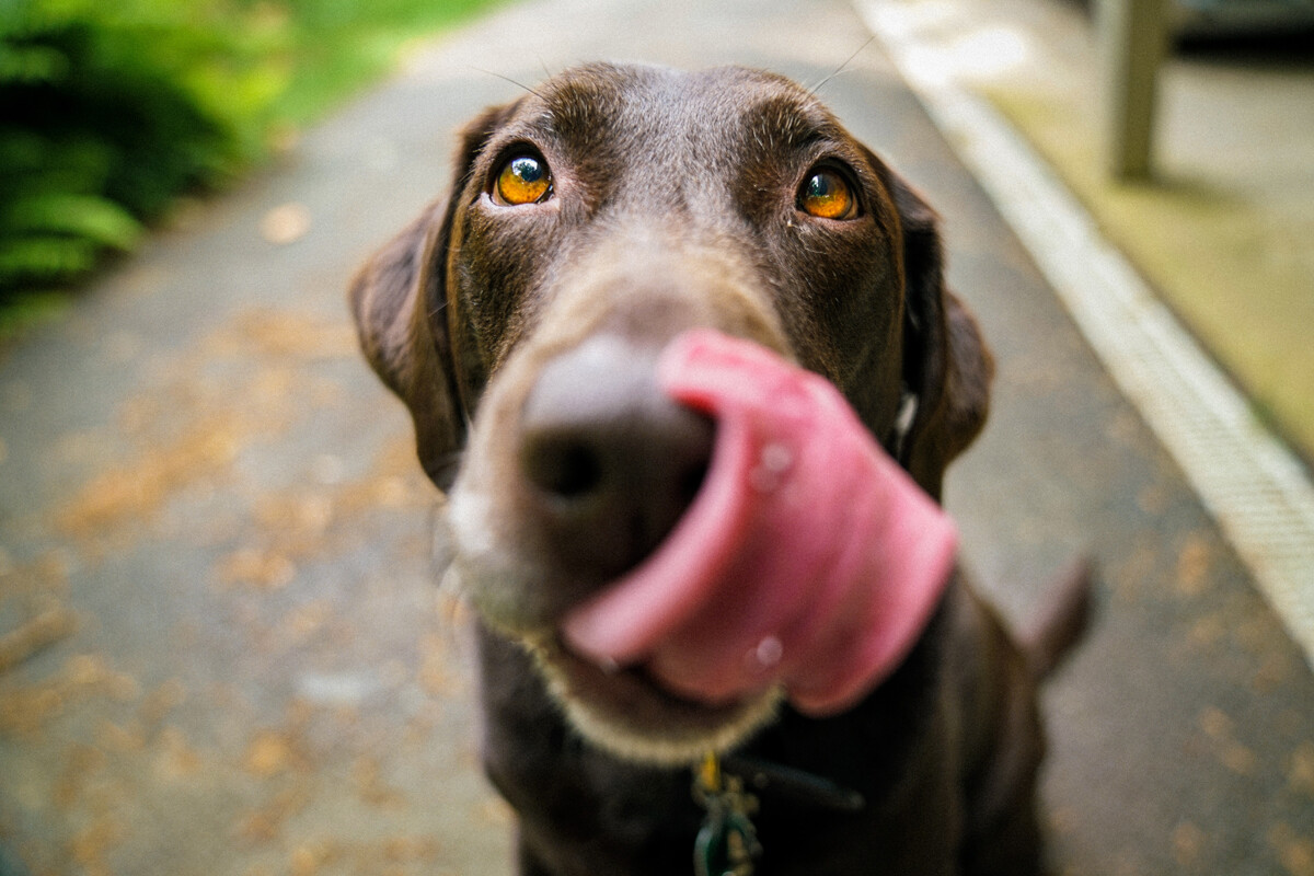 ¡No se los des! Los siete alimentos más dañinos para tu perro