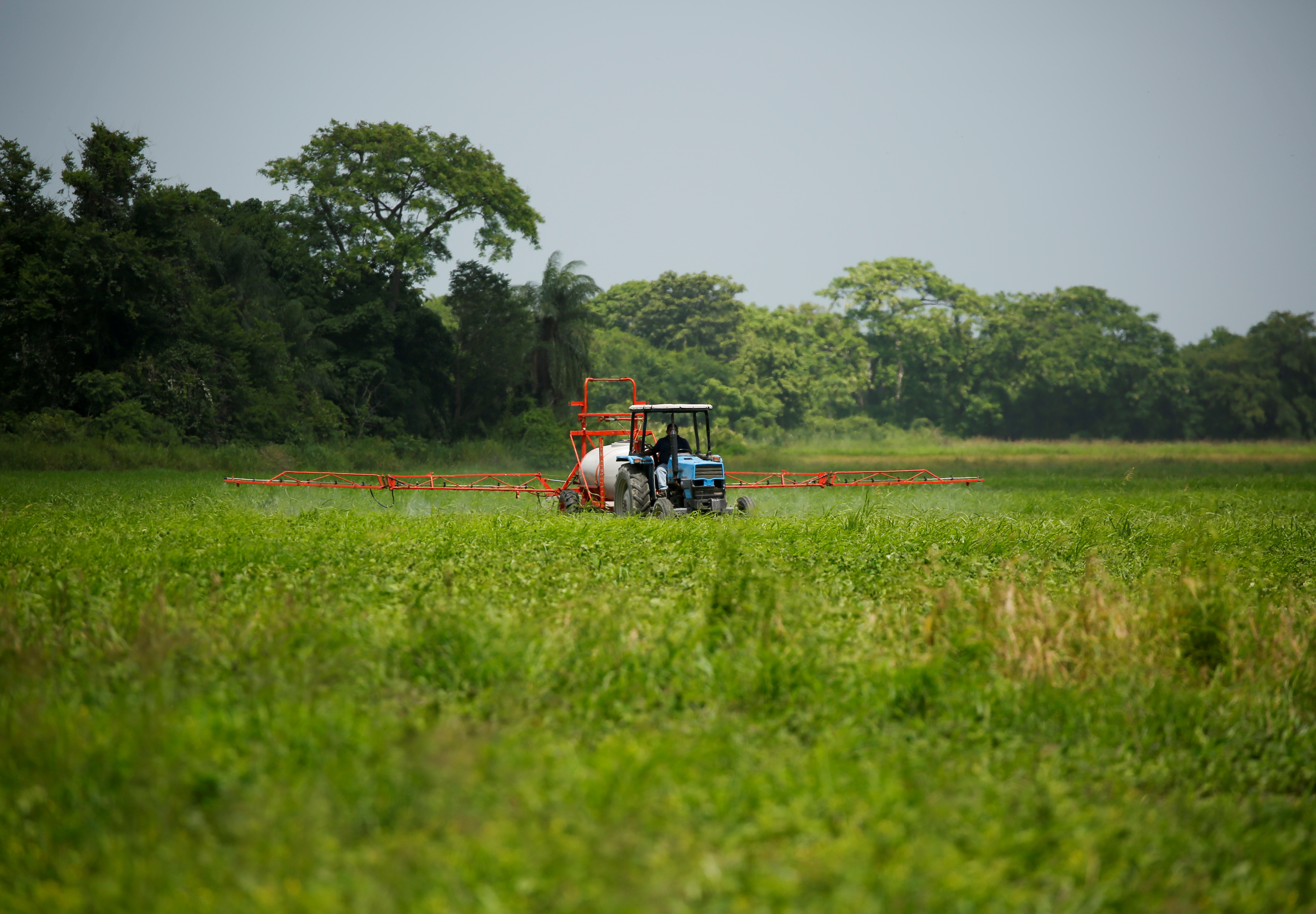 Crece la producción de maíz en Venezuela… pero sigue siendo insuficiente