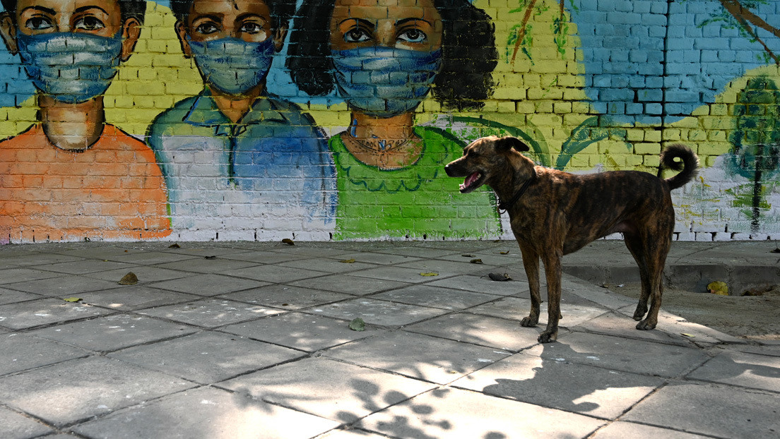 Confirman la existencia del primer coronavirus que pasó de perros a humanos