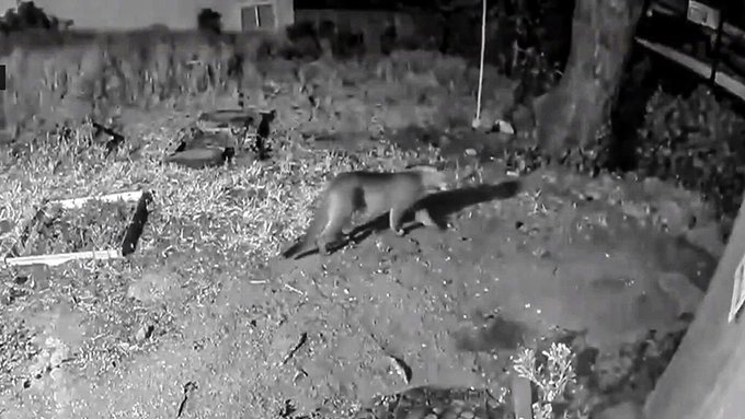 Alerta en San Francisco: Un puma se pasea libremente por las calles (VIDEO)