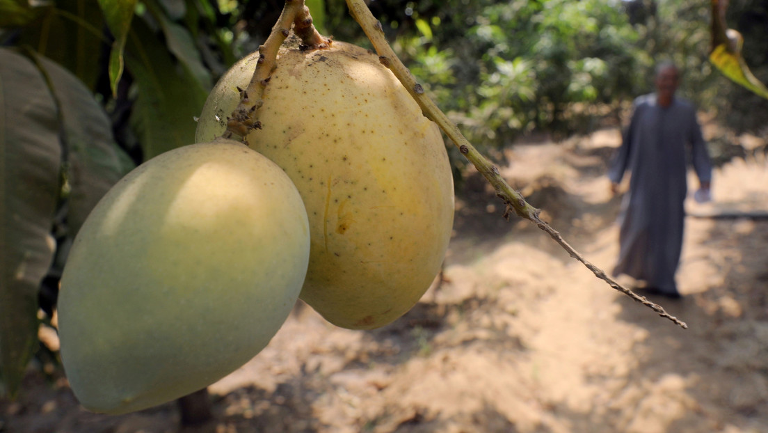 ¡INSÓLITO! Sembraron los mangos MÁS COSTOSOS del mundo y ahora pagan seguridad privada para que no se los roben