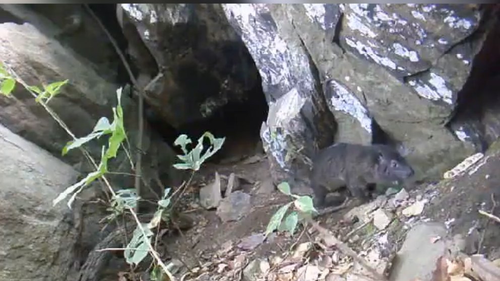 Extraño ladrido llevó al hallazgo de nueva especie de mamífero en África (Video)