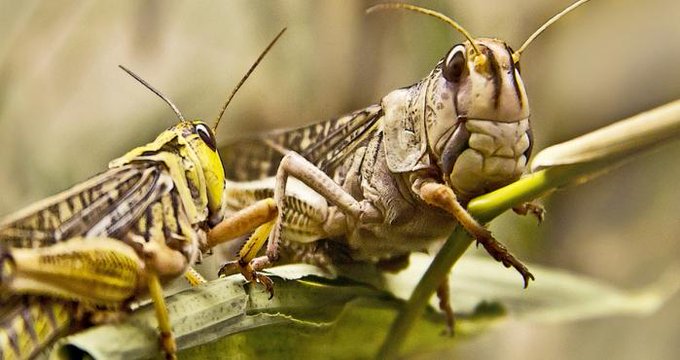 Plaga voraz: Saltamontes invaden el oeste de EEUU a causa de la sequía