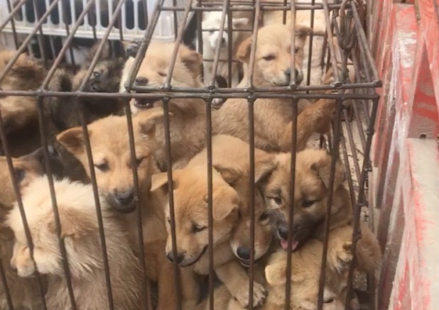 Desde adentro: Así es la “granja secreta” de Yulin, donde perros son hervidos vivos (FOTOS)