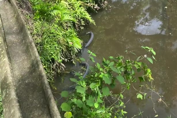 Ciclista fue atacado por un cocodrilo tras resbalar y caer al agua en un parque de Florida