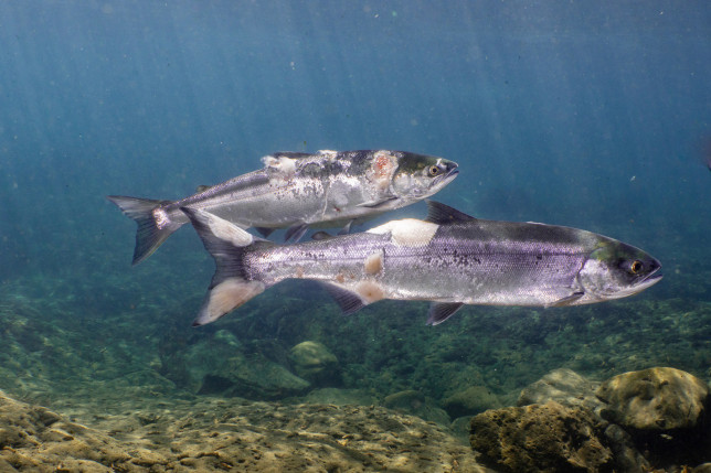 Salmones en la costa de EEUU se estaban hirviendo vivos durante la ola de calor (VIDEO)