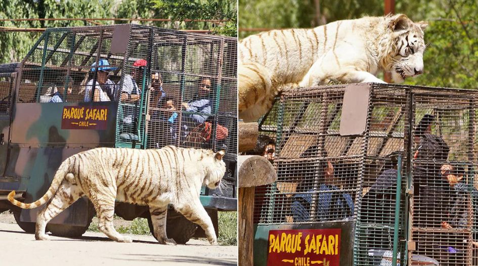 Muere una mujer en un zoológico en Chile tras ser atacada por un tigre