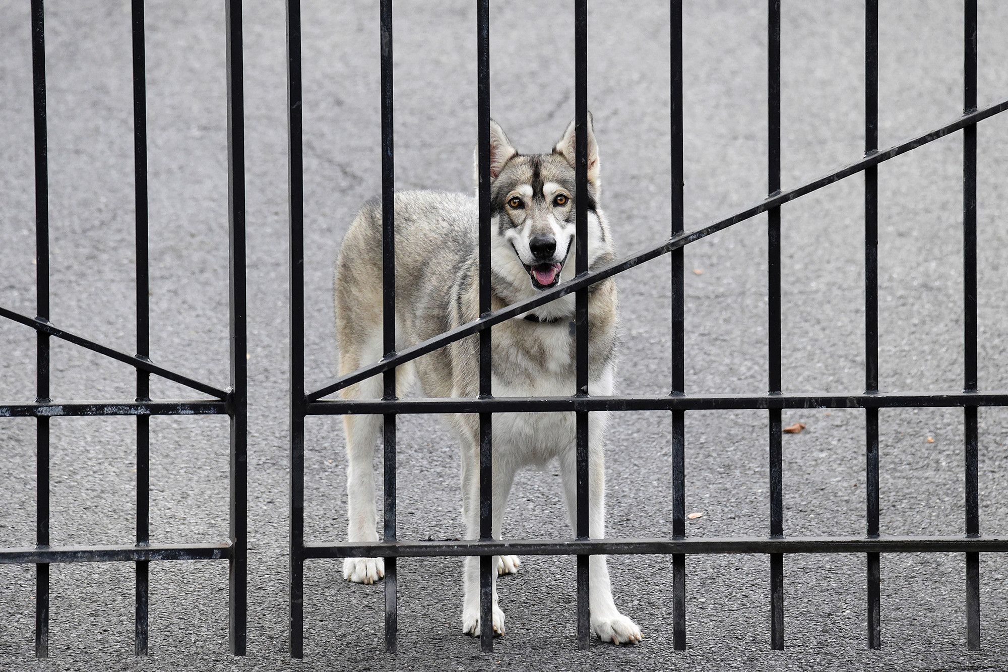 Andrew Cuomo se llevó sus maletas pero dejó a su perro en la mansión de Albany