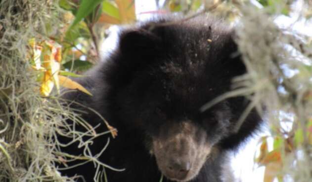 VIDEO: Primer registro en el mundo del apareamiento de Osos de Anteojos