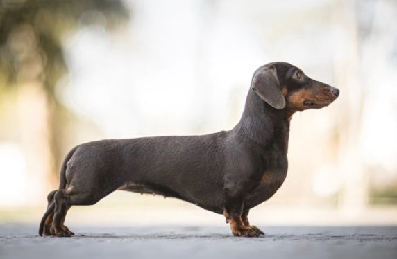 Las curiosidades más sorprendentes del perro salchicha