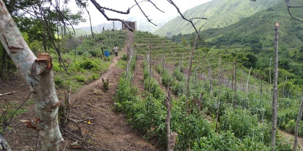 Grupos irregulares en Barinas: productores denuncian segundo secuestro en los últimos 22 días