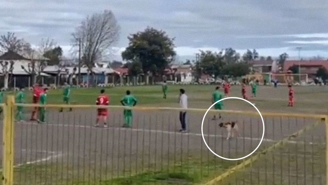 VIRAL: Un perro invadió un campo de fútbol en pleno partido y anotó un GOLAZO (Video)