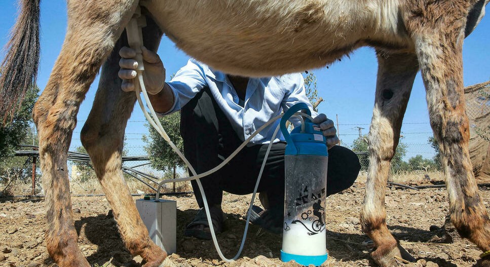 Un jabón fabricado con leche de burra crea furor en Jordania